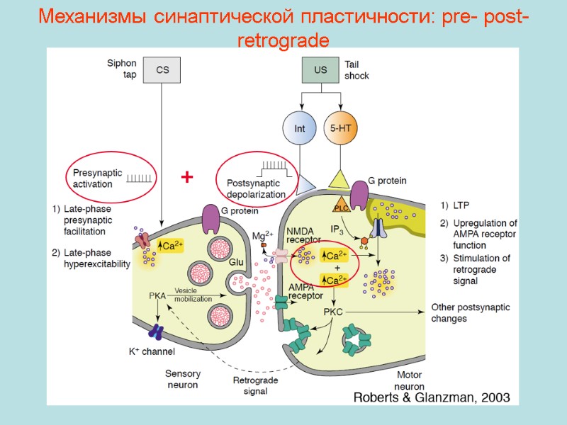 Механизмы синаптической пластичности: pre- post- retrograde +